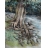 Deeply Rooted